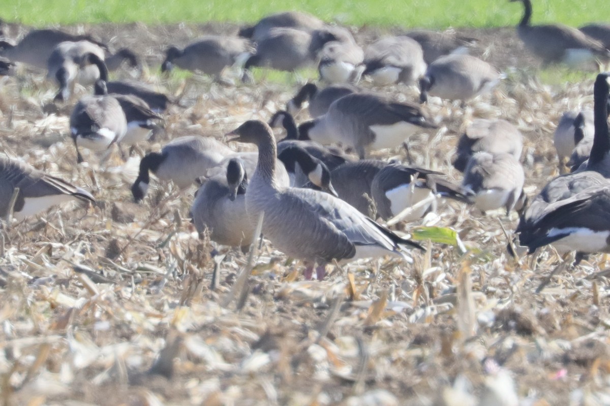 Pink-footed Goose - ML644242360