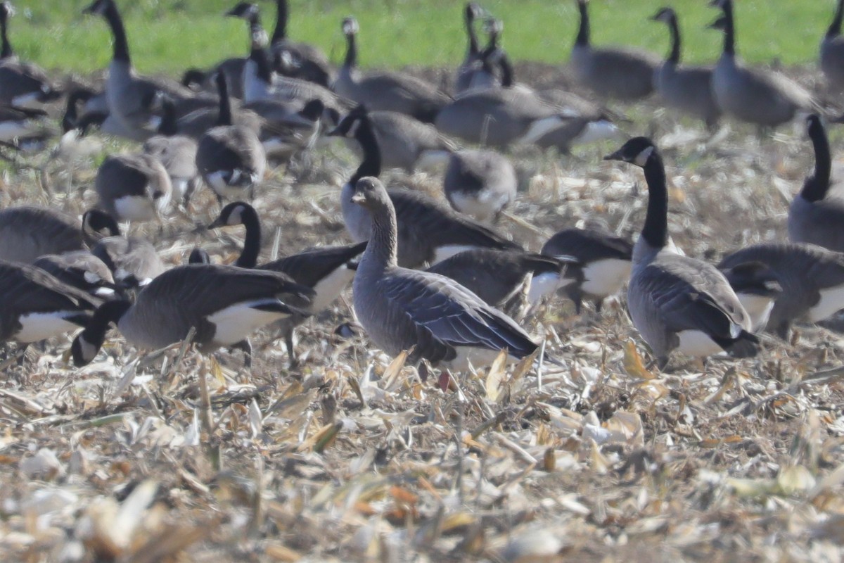 Pink-footed Goose - ML644242361