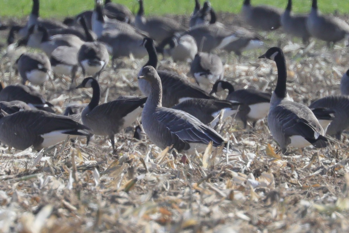 Pink-footed Goose - ML644242362