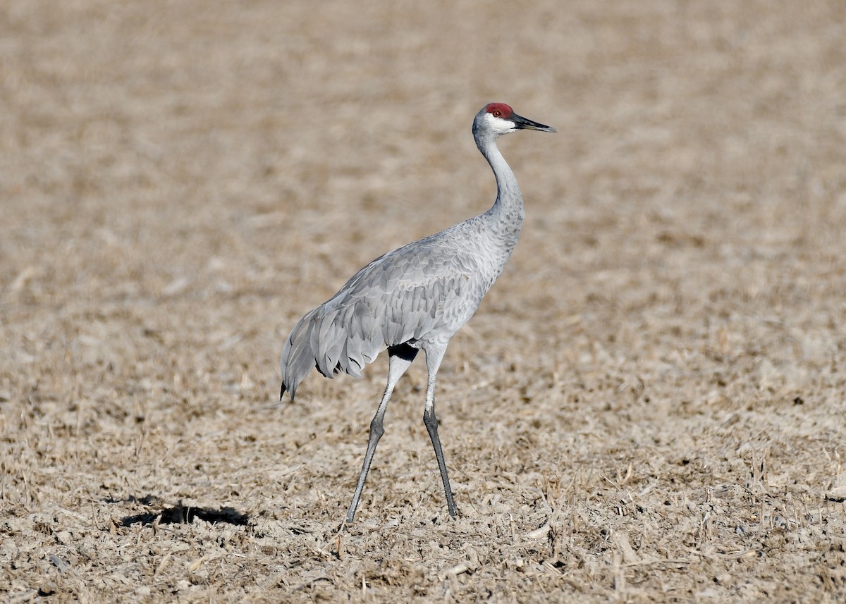 Sandhill Crane - ML644242376