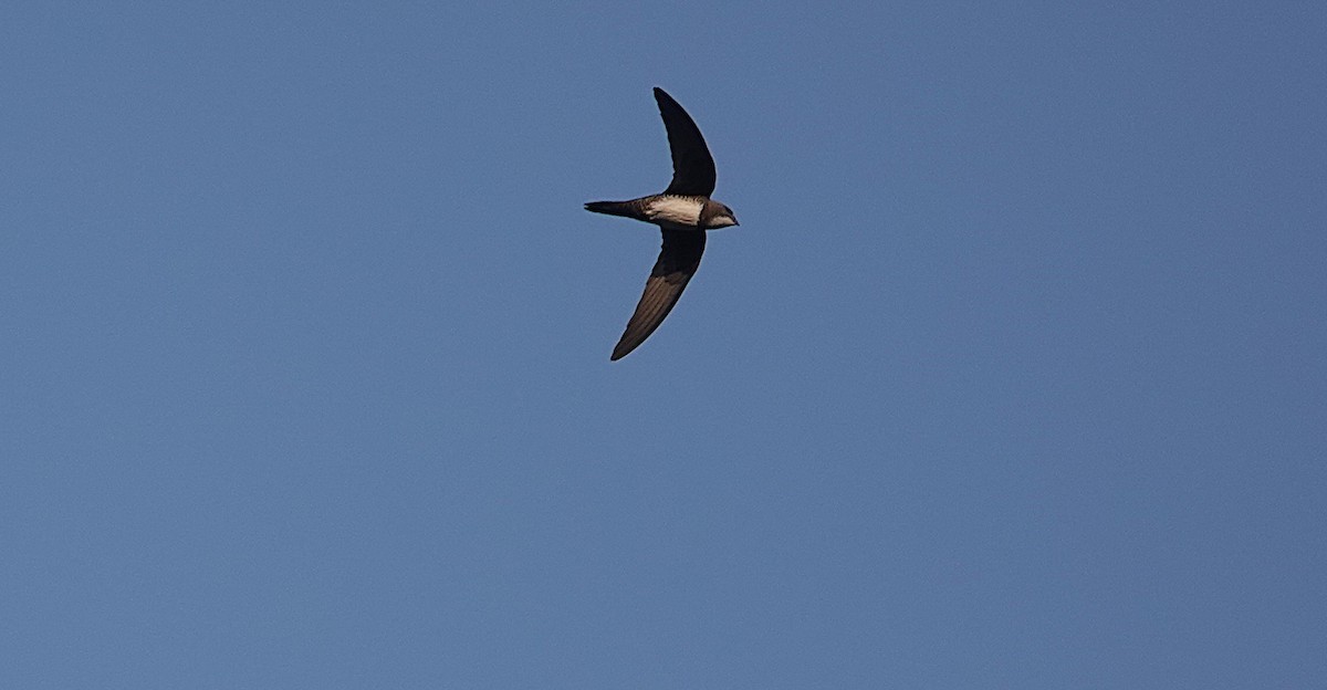 Malkar-sorbeltza - ML644242382