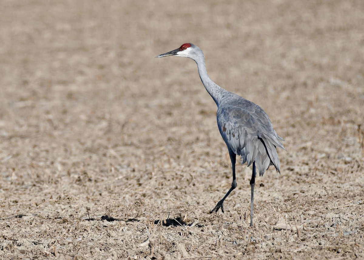 Sandhill Crane - ML644242386