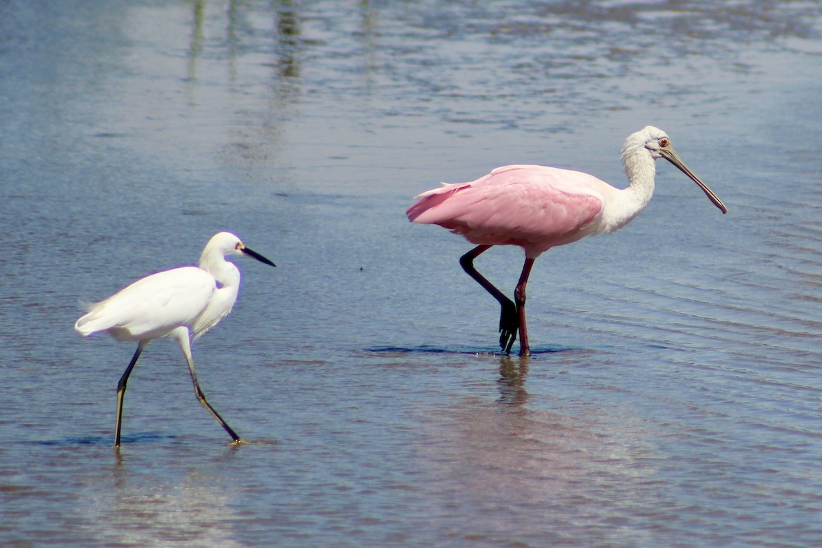 Roseate Spoonbill - ML644242392