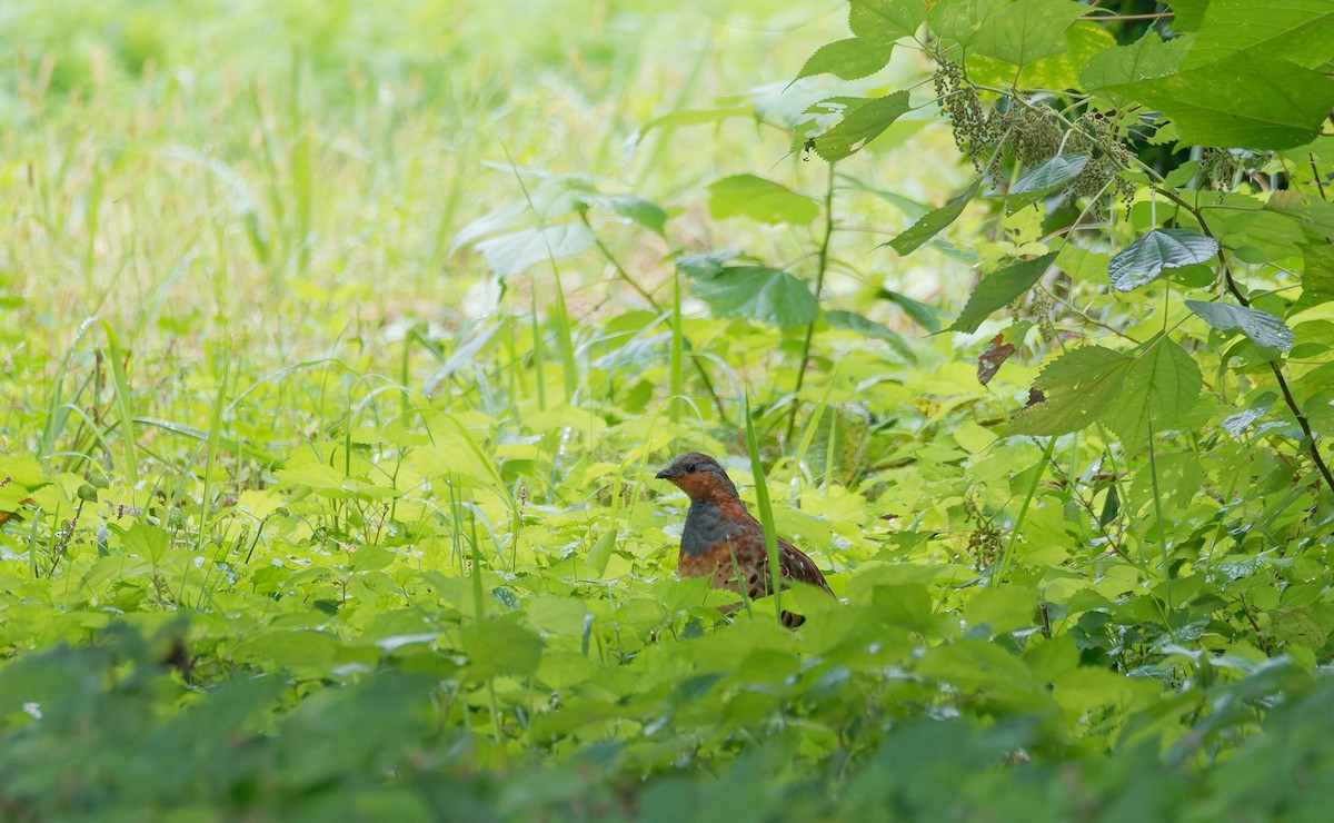 Bambusicole de Chine - ML644242394