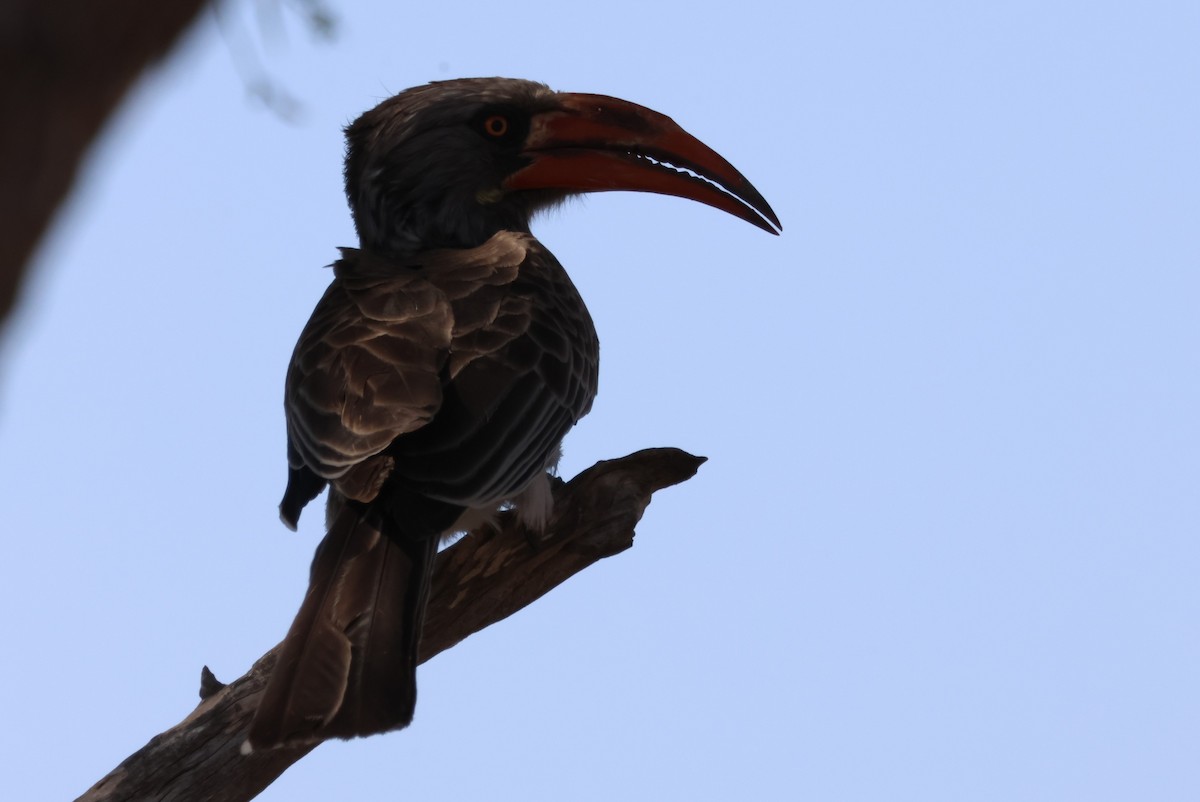 Bradfield's Hornbill - ML644242425