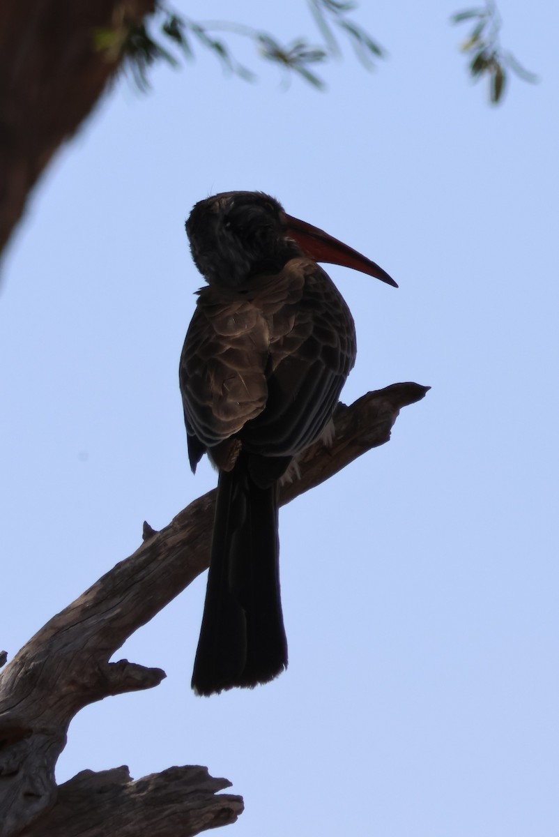 Bradfield's Hornbill - ML644242426