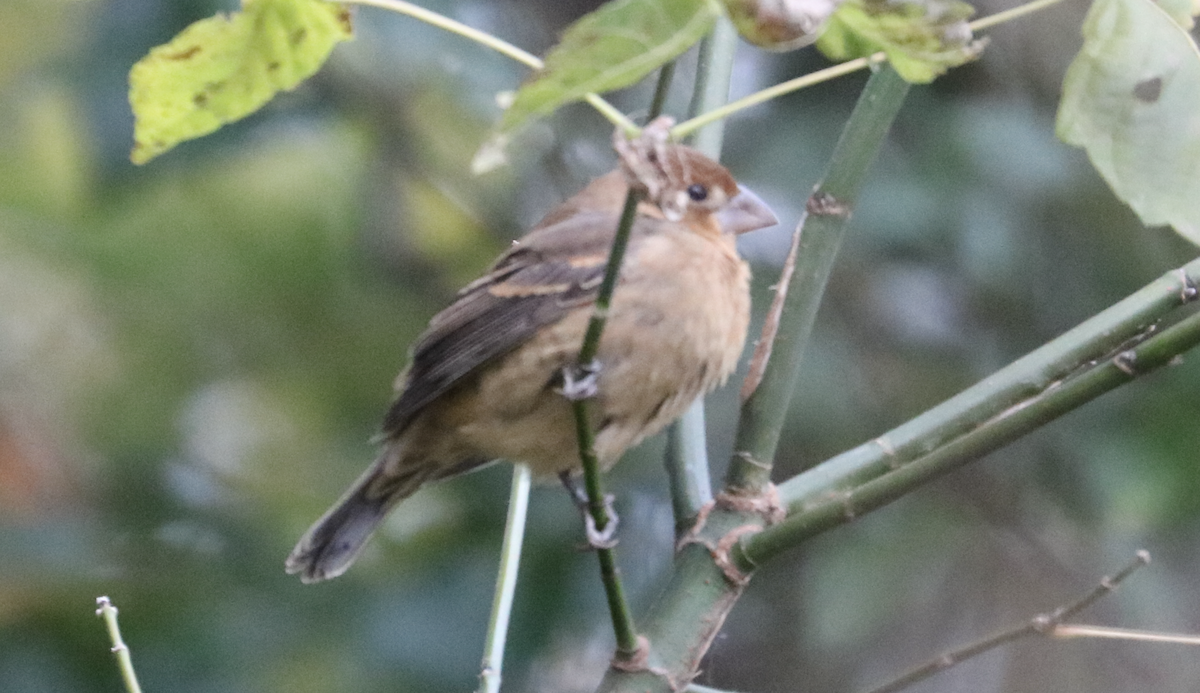 Blue Grosbeak - ML644242430