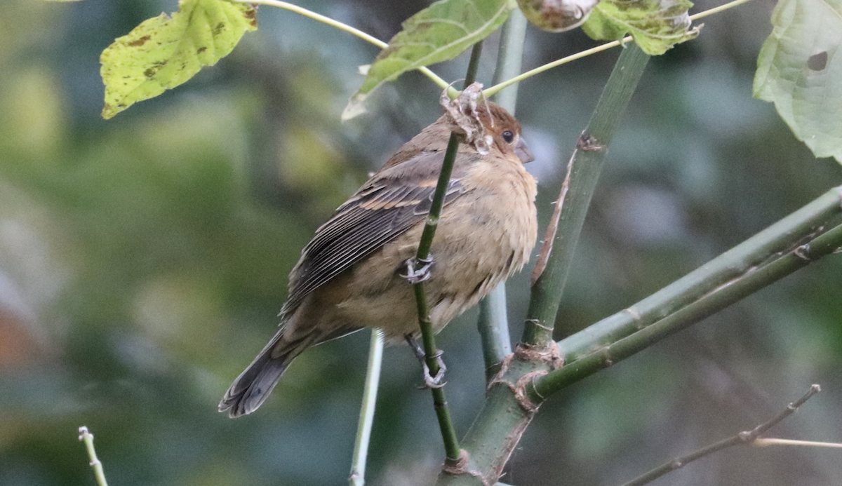 Blue Grosbeak - ML644242431