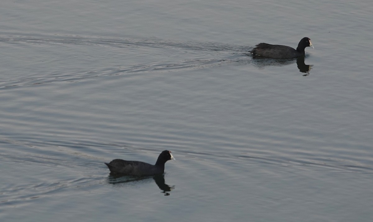 Red-knobbed Coot - ML644242438