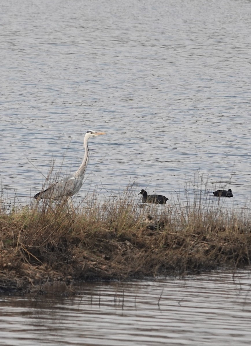 Red-knobbed Coot - ML644242439