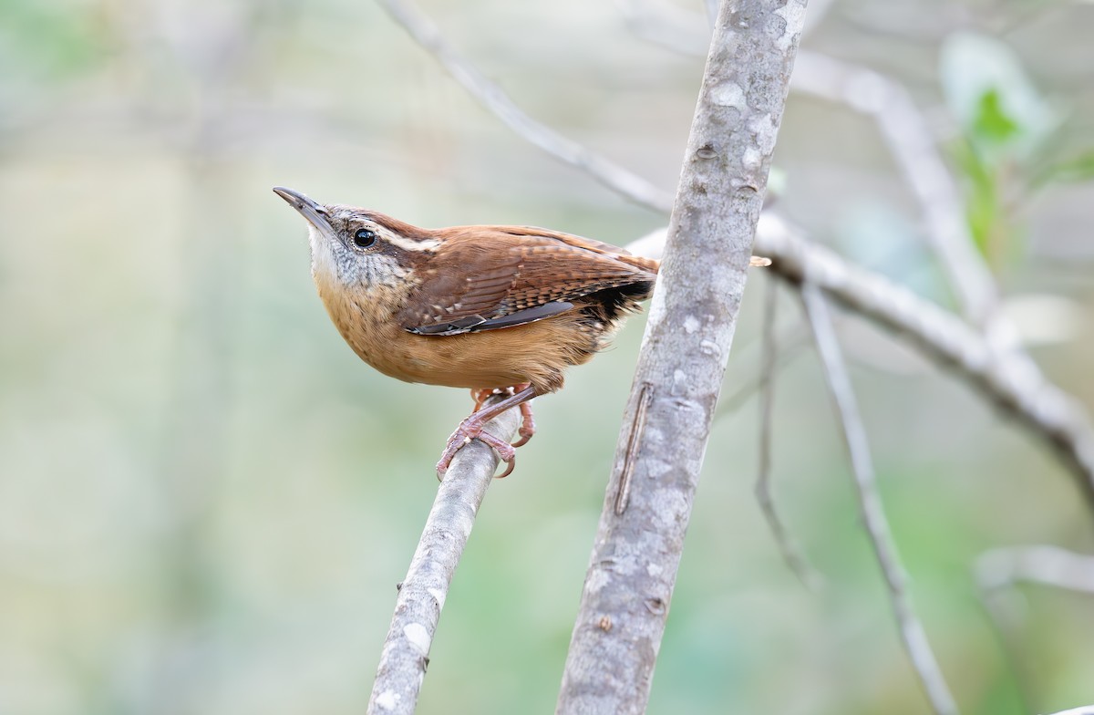 Carolina Wren - ML644242445
