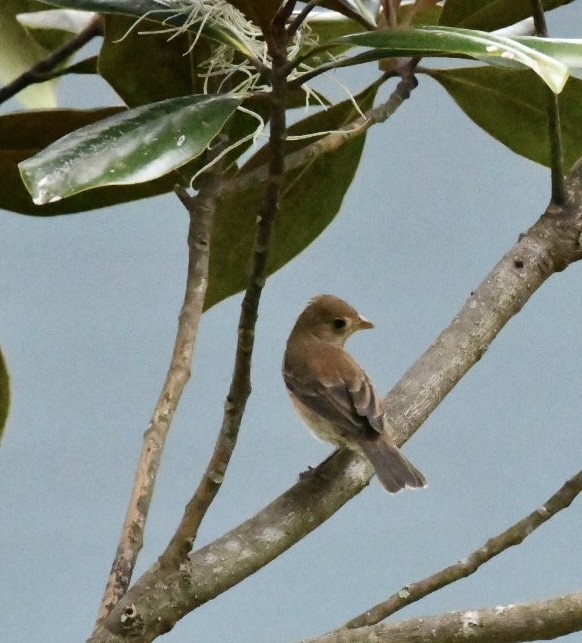 Indigo Bunting - ML644242446