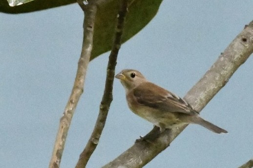 Indigo Bunting - ML644242447