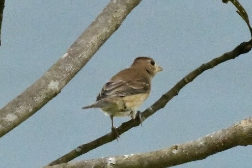 Indigo Bunting - ML644242448