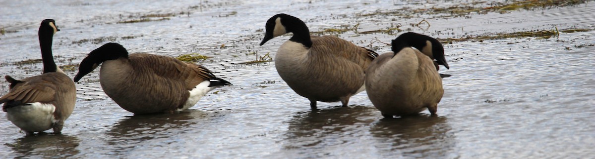 berneška velká - ML644242460