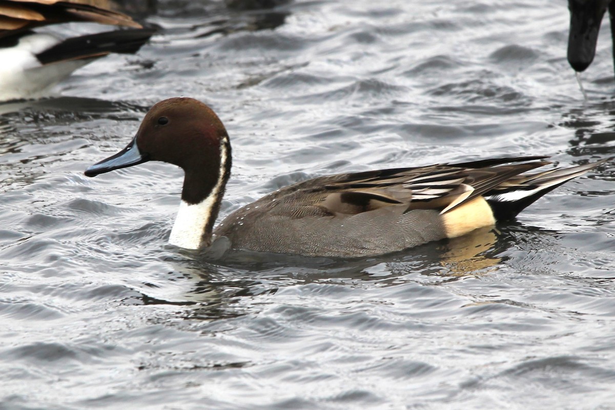 ostralka štíhlá - ML644242469