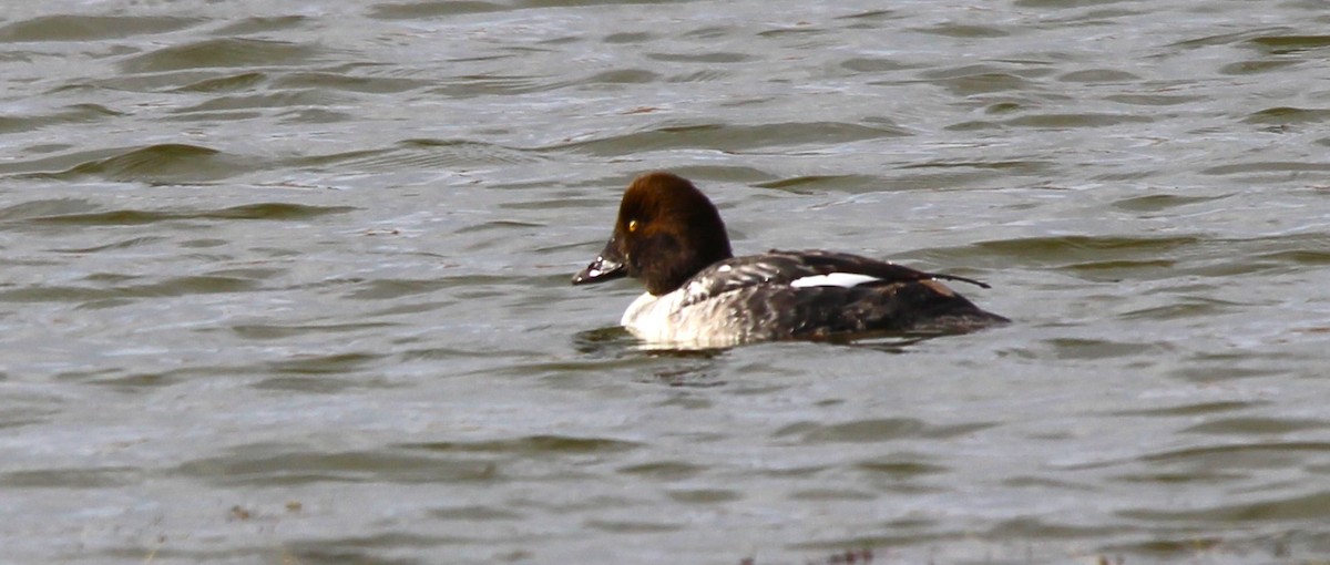 hohol severní - ML644242479