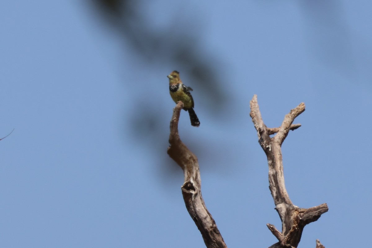 Crested Barbet - ML644242480