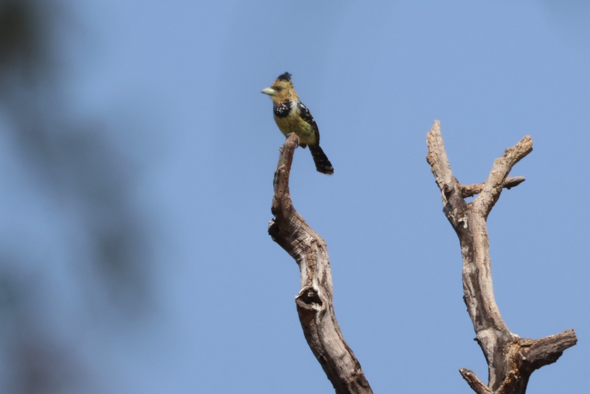 Crested Barbet - ML644242481