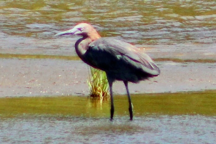 Tricolored Heron - ML644242486