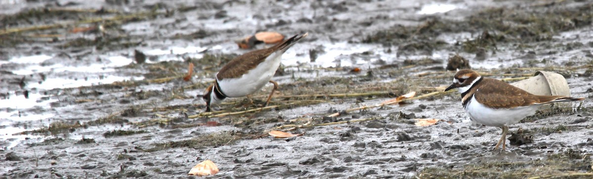 kulík rezavoocasý - ML644242495