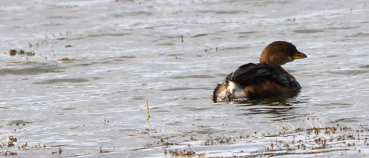 potápka americká - ML644242498