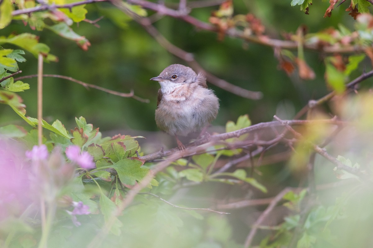 Sterpazzola - ML644242503