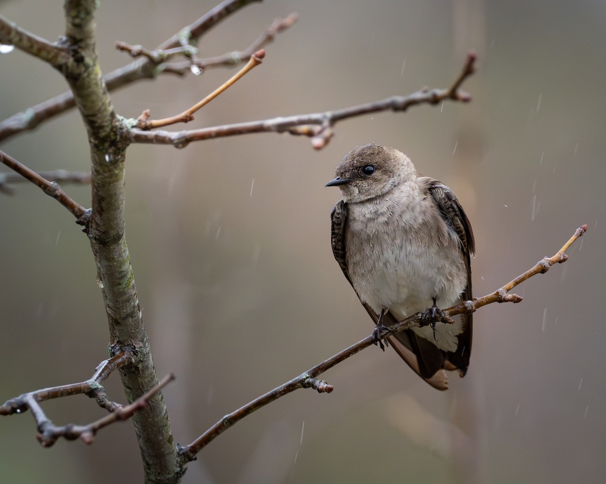 vlaštovka šedohnědá - ML644242504