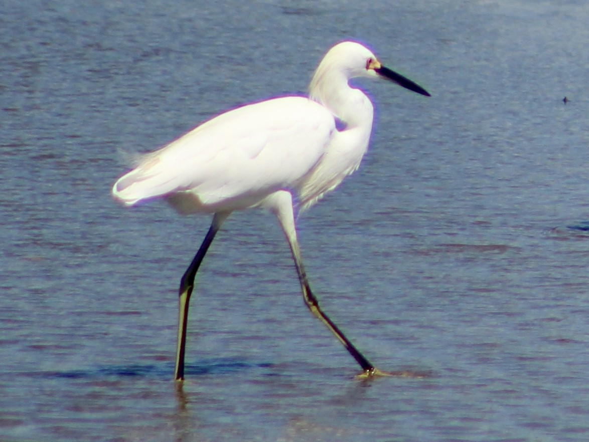 Snowy Egret - ML644242508