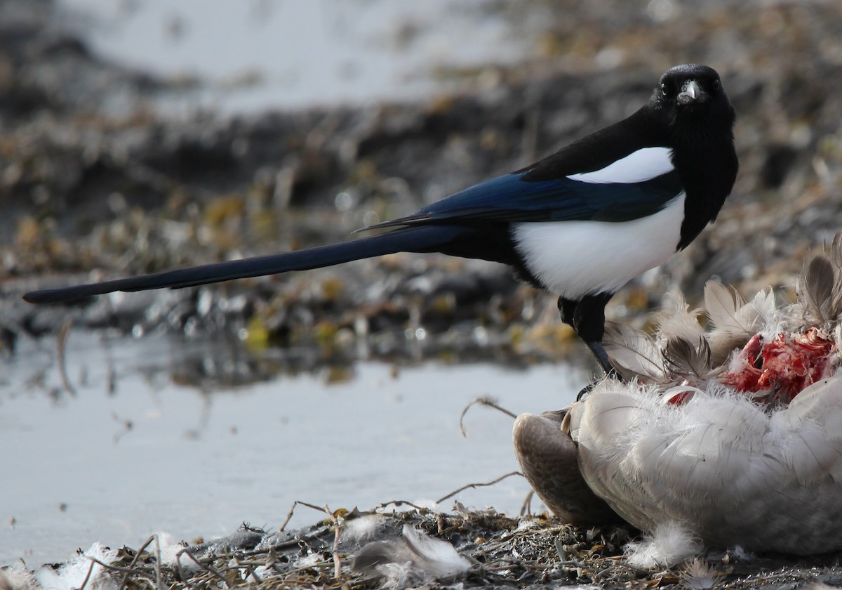 straka americká - ML644242510