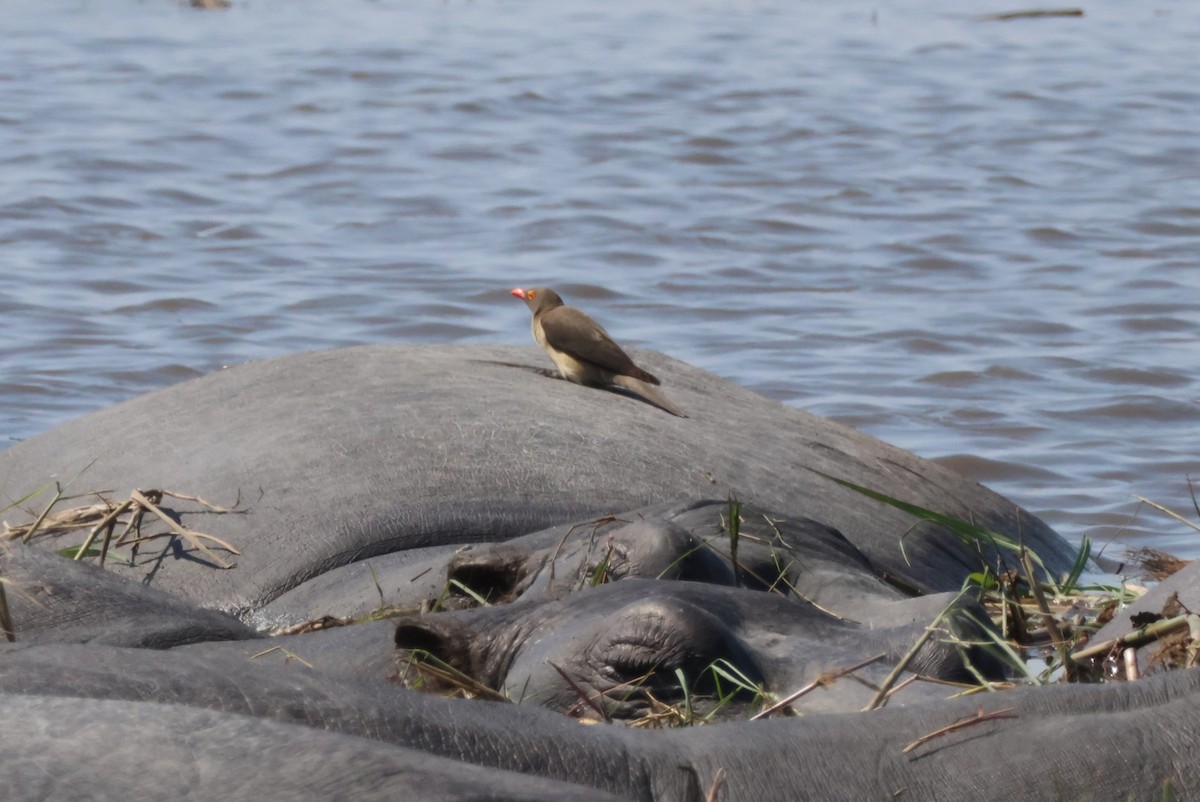 Red-billed Oxpecker - ML644242528
