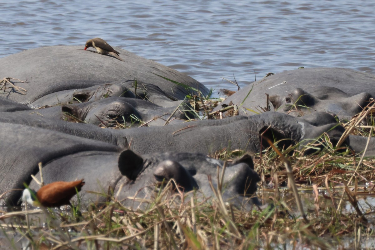 Red-billed Oxpecker - ML644242529