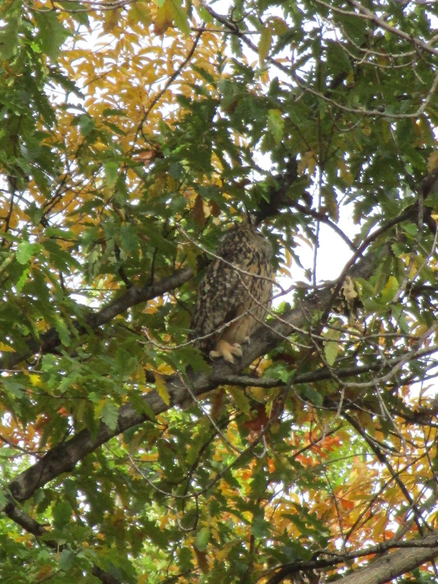Eurasian Eagle-Owl - ML644242530