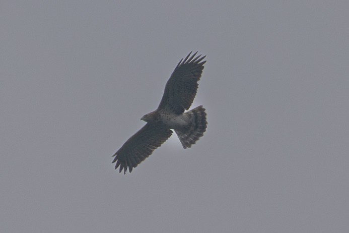 Short-toed Snake-Eagle - ML644242544