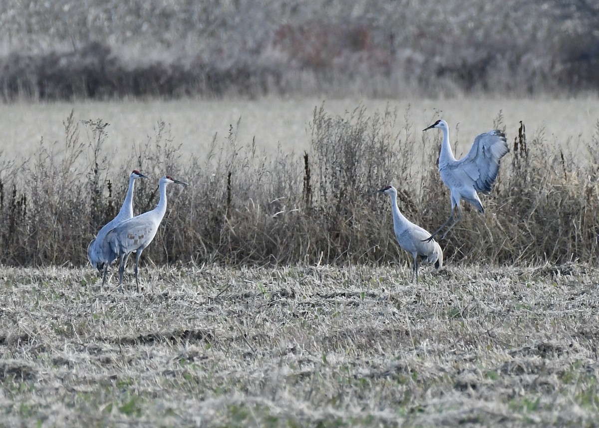 Sandhill Crane - ML644242548