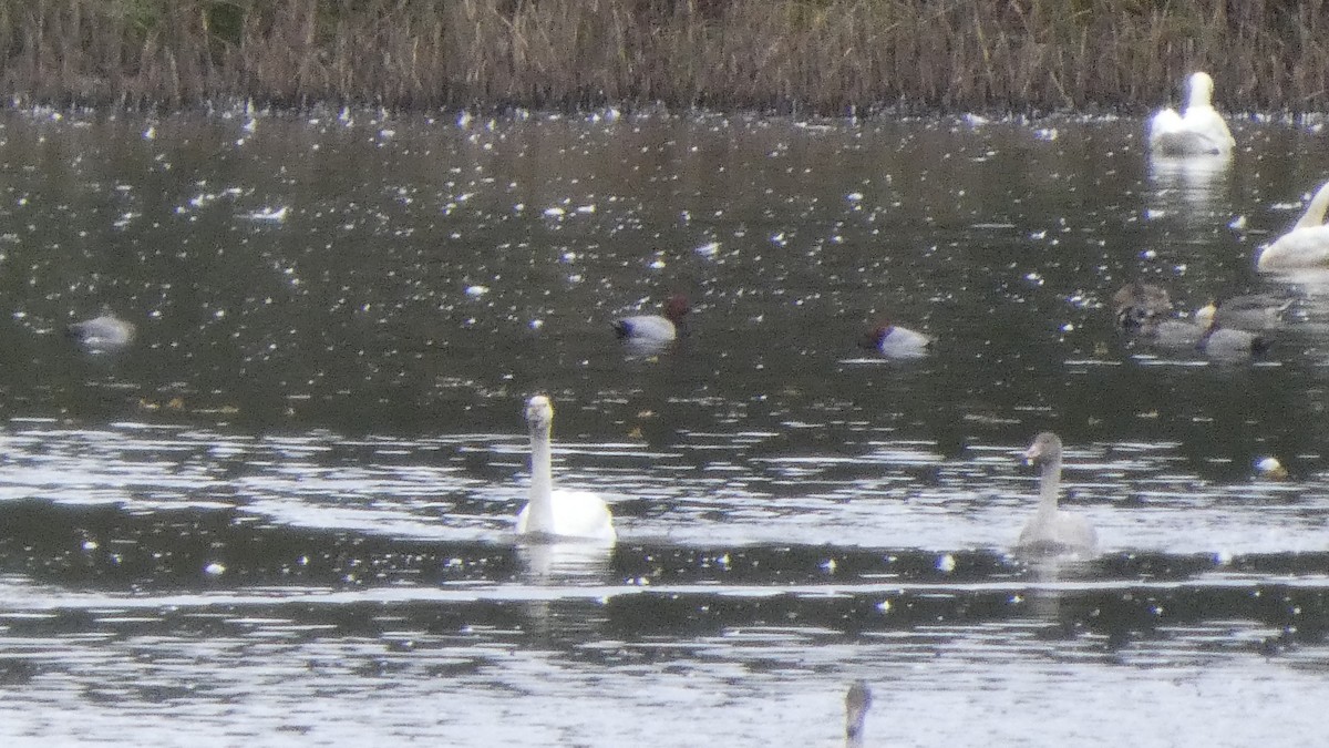 taffeland - ML644242549