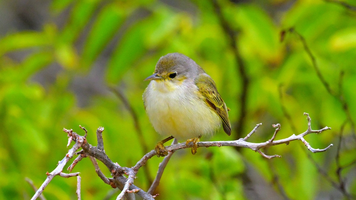 Northern/Mangrove Yellow Warbler - ML644242550