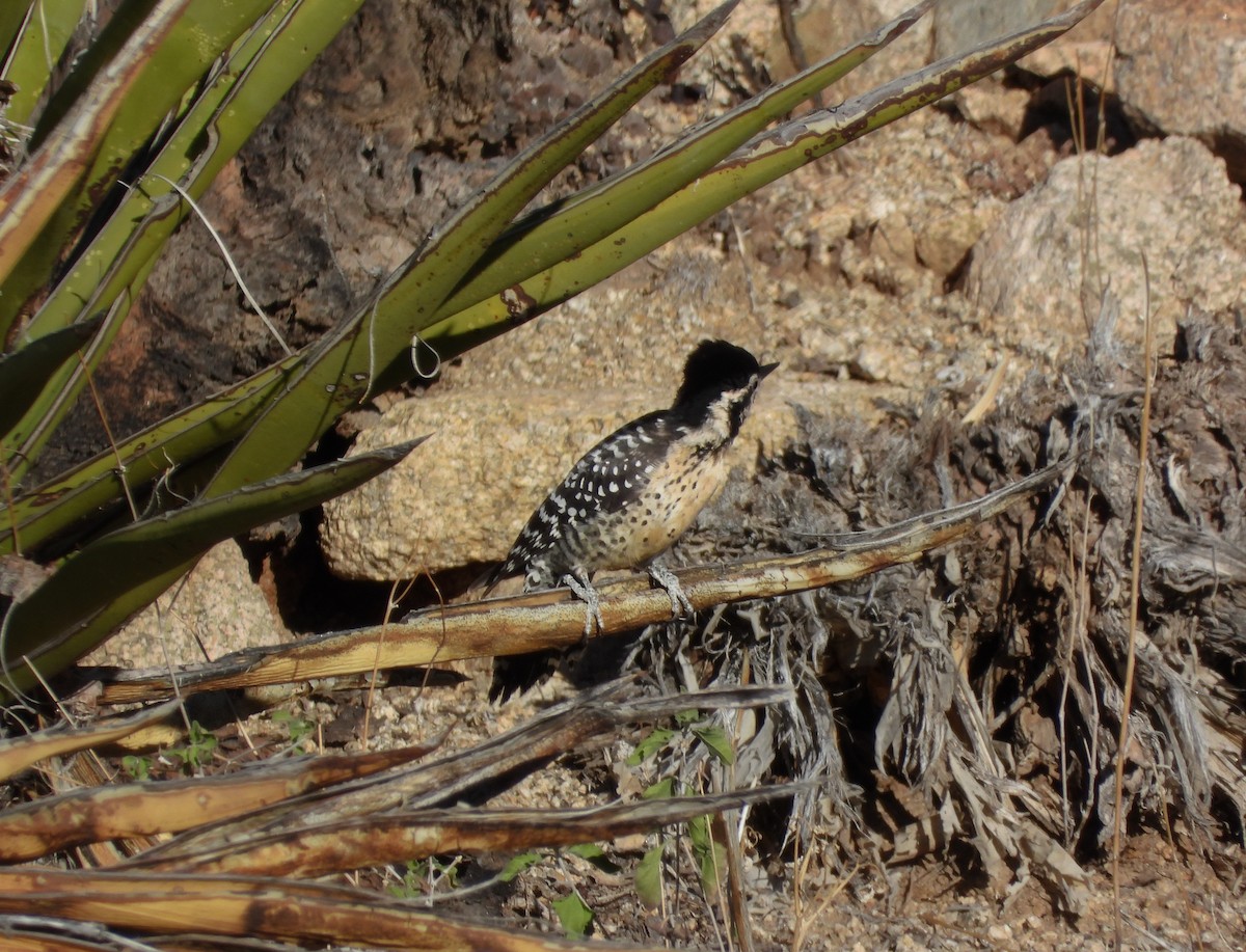 Ladder-backed Woodpecker - ML644242565