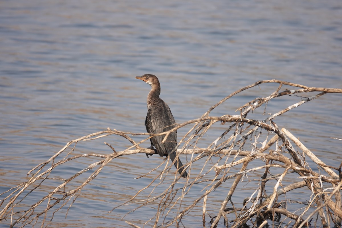 kormorán dlouhoocasý - ML644242570