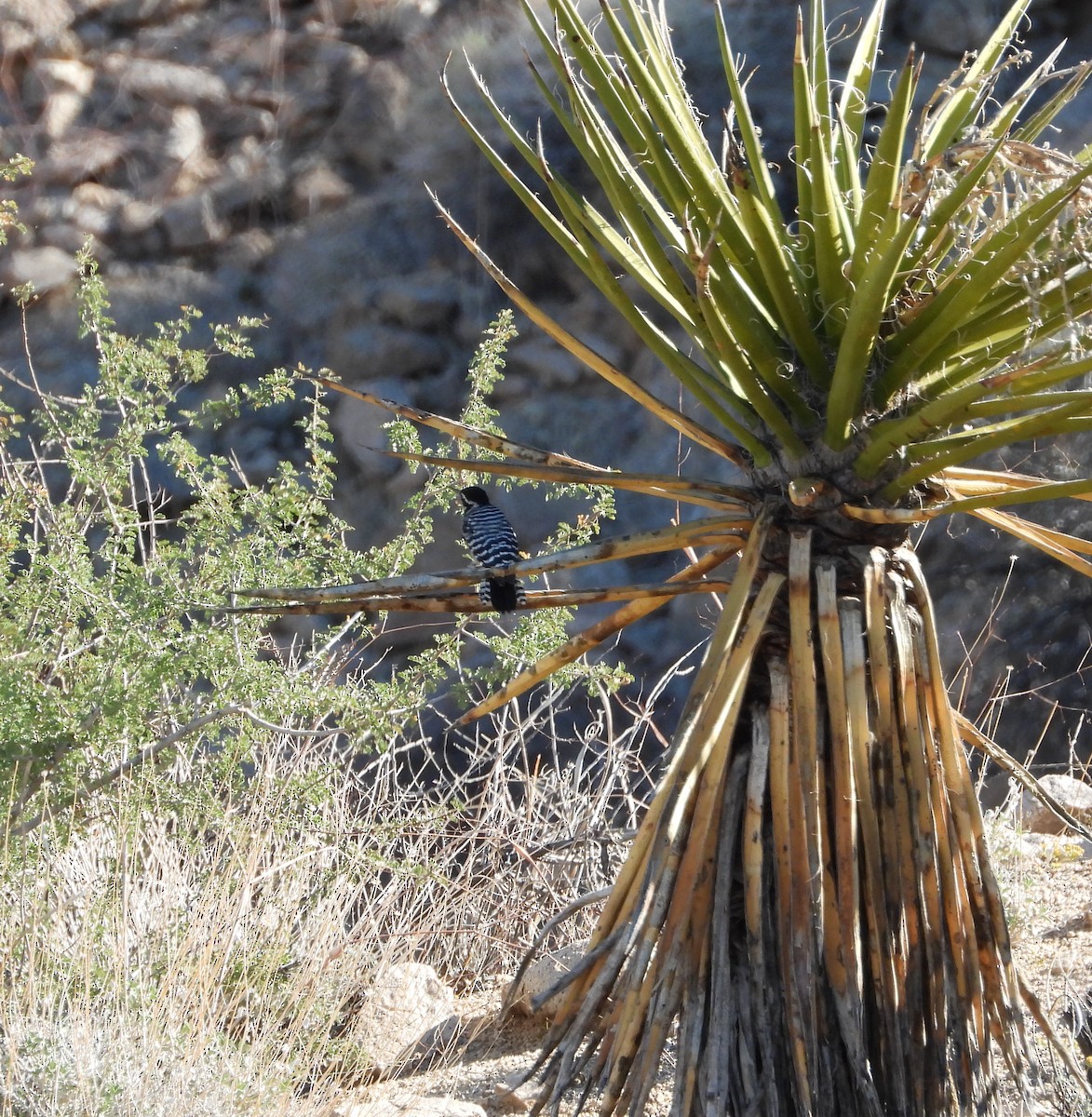 Ladder-backed Woodpecker - ML644242582