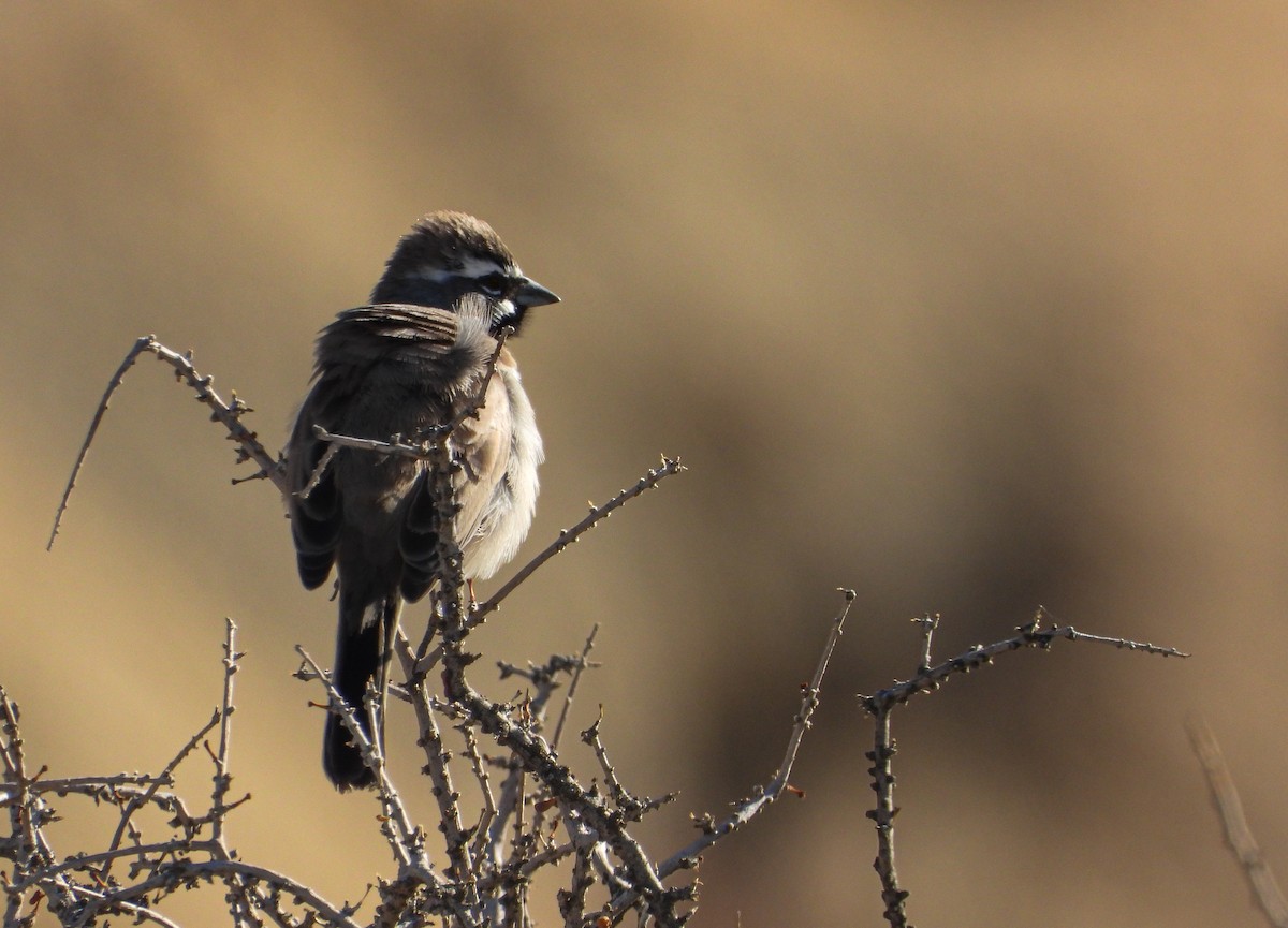 Black-throated Sparrow - ML644242604