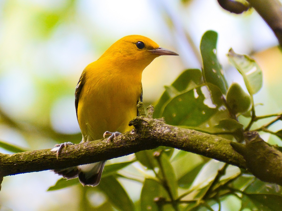 Prothonotary Warbler - ML644242624