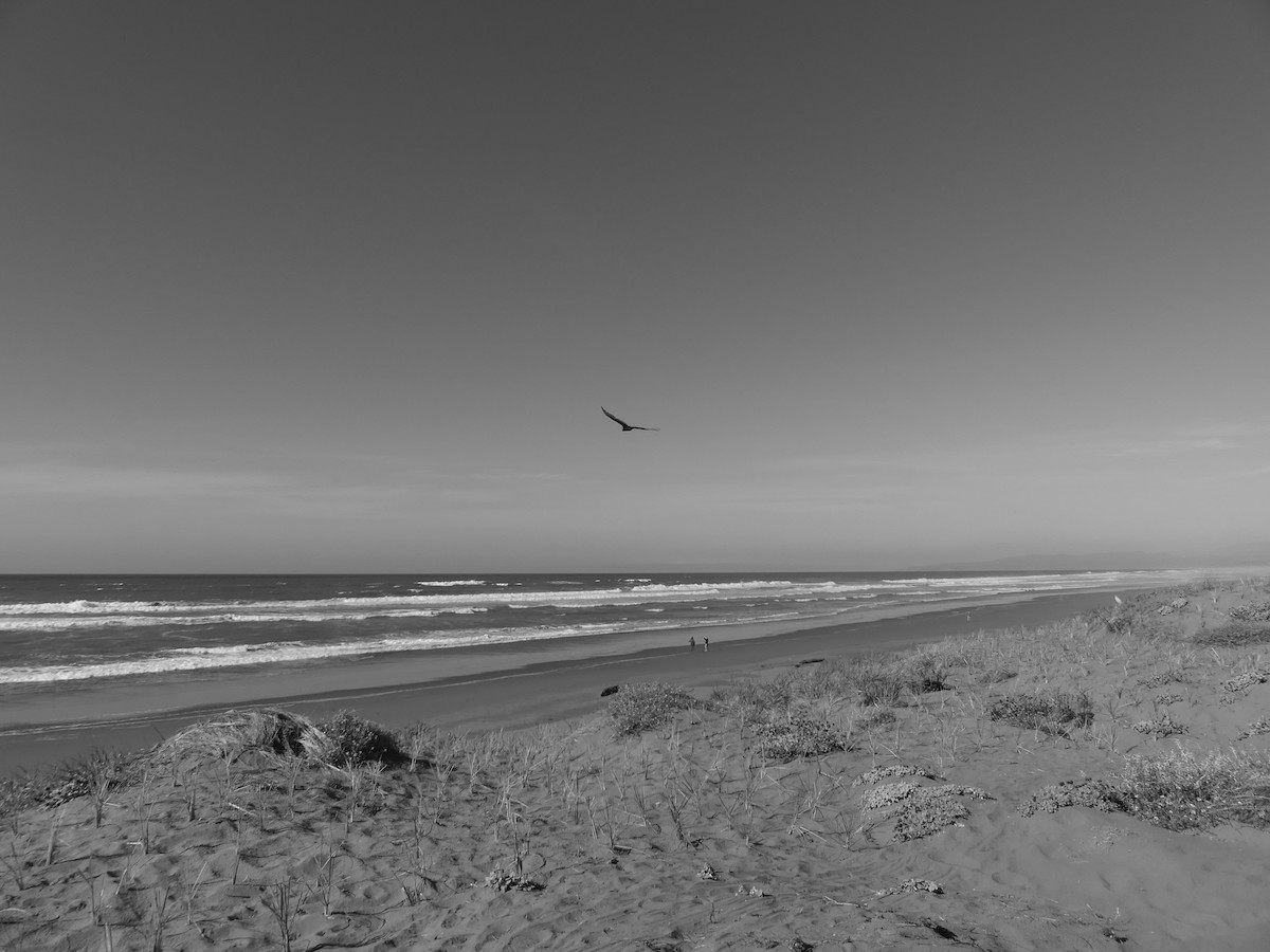 Turkey Vulture - ML644242625