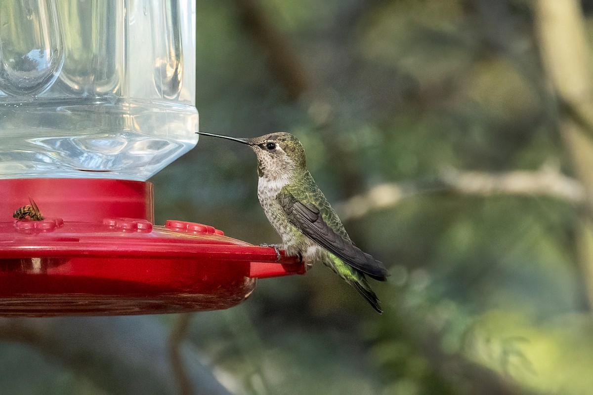 Anna's Hummingbird - ML644242631