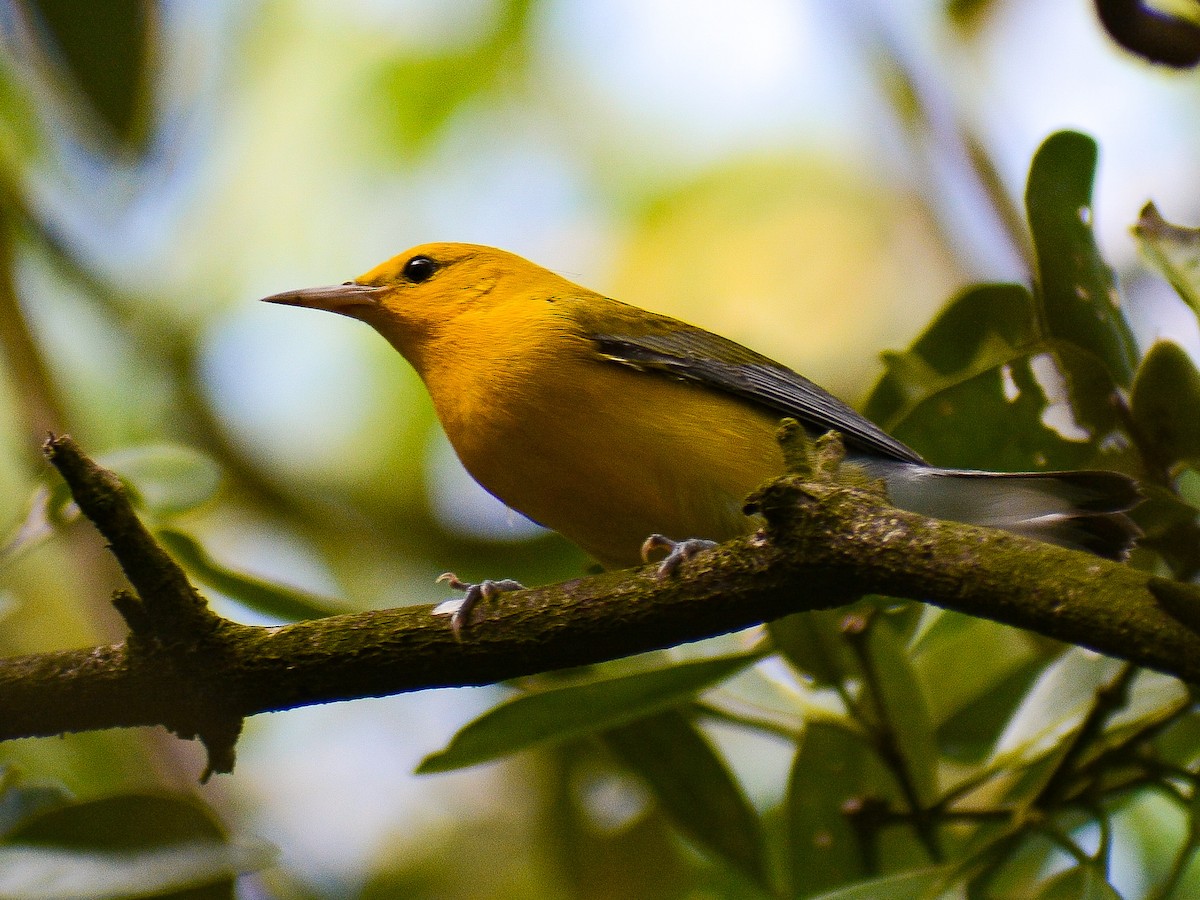 Prothonotary Warbler - ML644242632