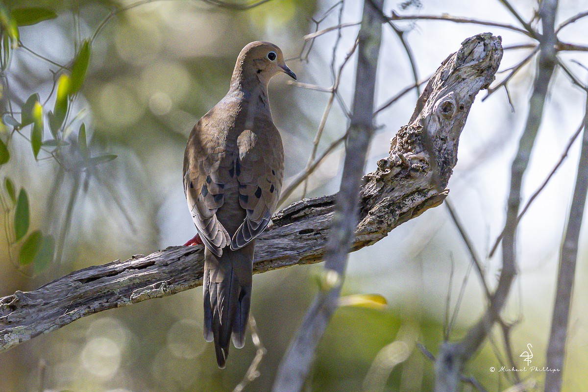 Mourning Dove - ML644242646