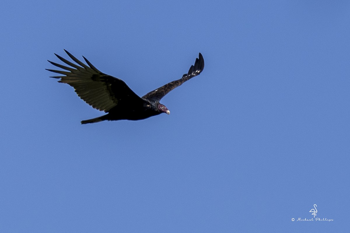 Turkey Vulture - ML644242651