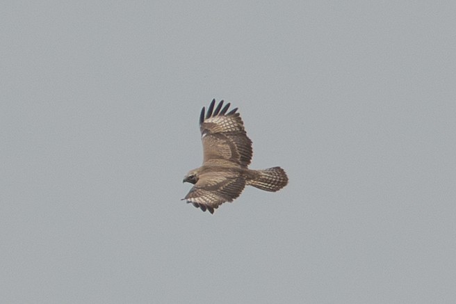 Upland Buzzard - ML644242653