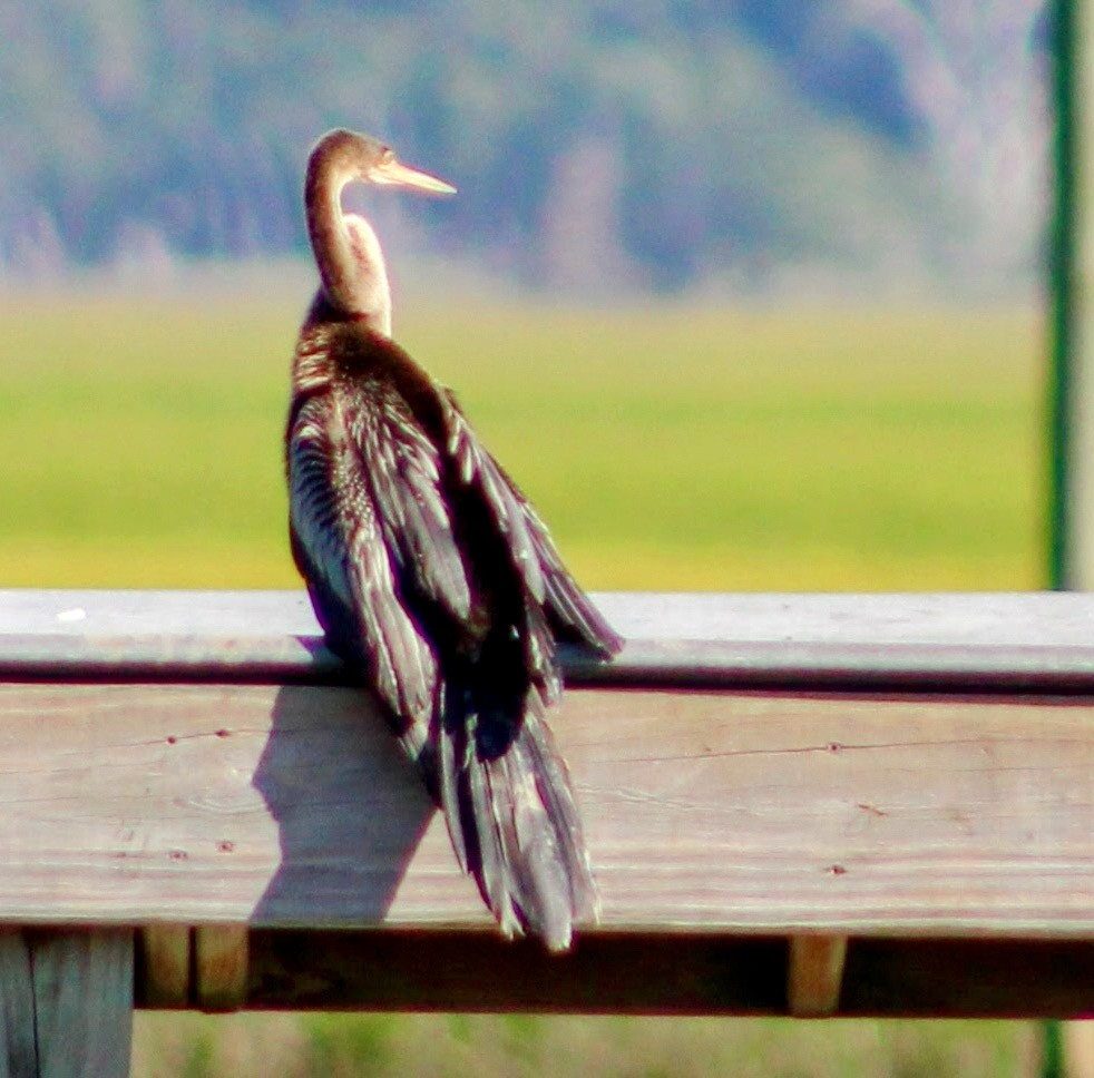 Anhinga - ML644242692