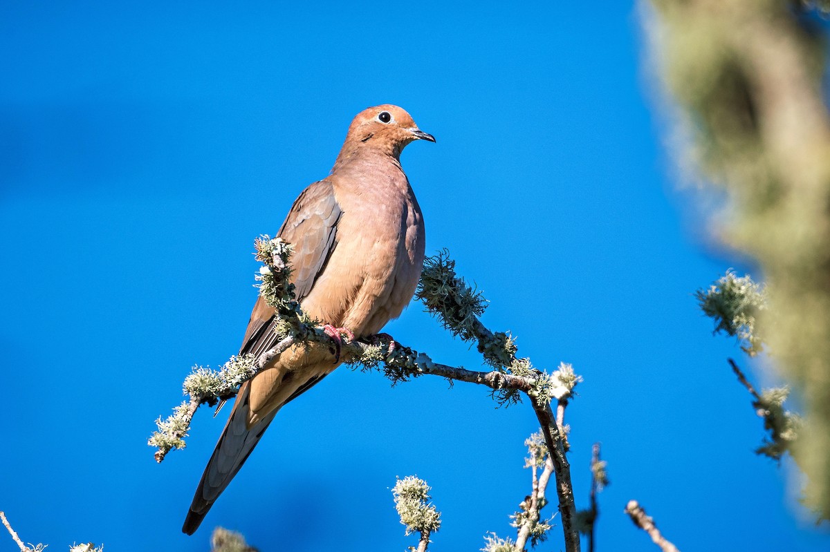 Mourning Dove - ML644242695